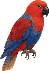 Vector adorable watercolor illustration of a moluccan eclectus parrot