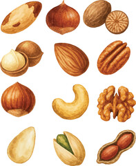 Collection of watercolor vector illustartions of various types of nuts such as cashew, hazelnut, walnut, pistachio, pecan, nutmeg, almond, chestnut, peanut, pinenut, brazil nut