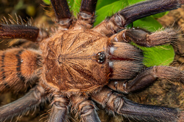 Indian Violet Tarantula closeup, Phansad, Maharashtra, India 
