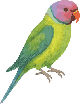 Vector adorable watercolor illustration of a Plum-headed parakeet parrot