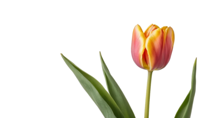 Single orange and pink tulip isolated on transparent background