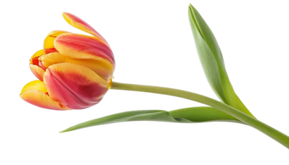 Single red and yellow tulip isolated on transparent background
