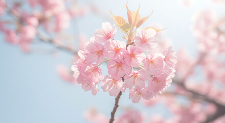 Obraz premium Dreamy Pink Cherry Blossom Cluster Against a Soft Blue Sky