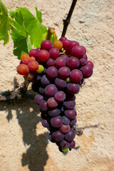 Close up of a bunch of red grapes ripening on the vine
