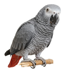 A beautiful grey parrot with striking red tail feathers perches on a branch.
