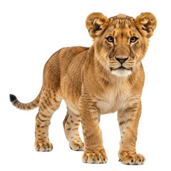 Obraz premium A majestic lion cub with piercing eyes is captured in a beautiful pose.