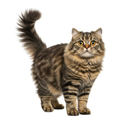 Fototapeta premium A gorgeous brown tabby cat with striking amber eyes and a fluffy coat.