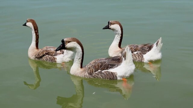 ducks swim in a close group on green lake water, one with brown speckled feathers and two with bright white plumage. Their movements create small ripples, and sunlight reflects off the calm