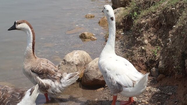 ducks swim in a close group on green lake water, one with brown speckled feathers and two with bright white plumage. Their movements create small ripples, and sunlight reflects off the calm