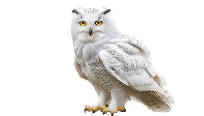 Majestic snowy owl standing proudly isolated on transparent background