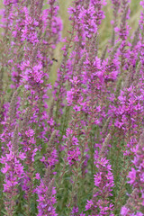 Closeup on a group of rich and vibrant flowering purple loosestrife wildflower, Lythrum salicaria