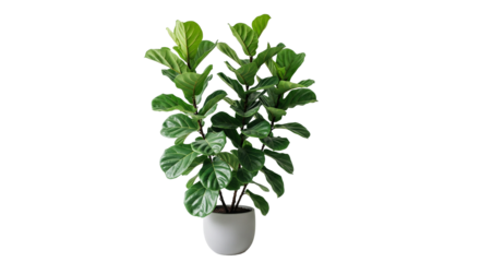  Fiddle Leaf Fig – große Blätter, transparenter Hintergrund, png