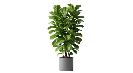  Fiddle Leaf Fig – große Blätter, transparenter Hintergrund, png