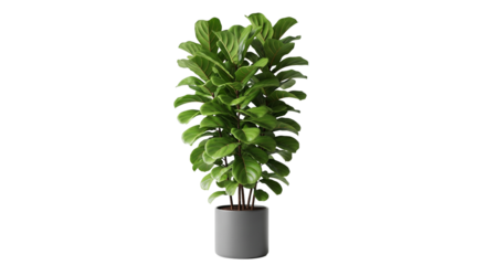  Fiddle Leaf Fig – große Blätter, transparenter Hintergrund, png