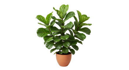  Fiddle Leaf Fig – große Blätter, transparenter Hintergrund, png