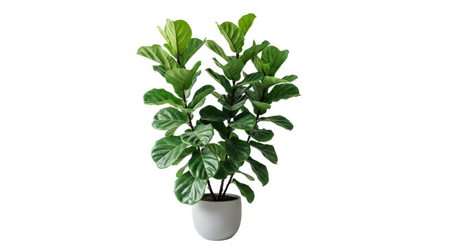  Fiddle Leaf Fig &ndash; gro&szlig;e Bl&auml;tter, transparenter Hintergrund, png