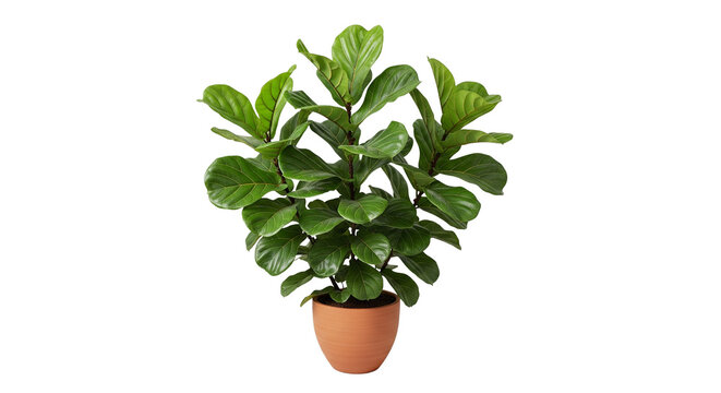  Fiddle Leaf Fig &ndash; gro&szlig;e Bl&auml;tter, transparenter Hintergrund, png