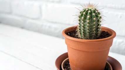 cactus in pot