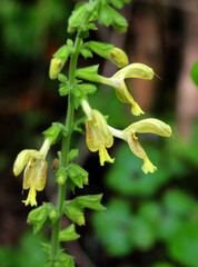Salvia glutinosa grows in nature