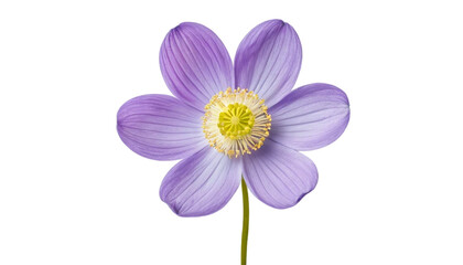 Fototapeta premium Delicate purple anemone flower isolated on transparent background