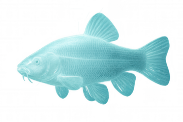 X-ray revealing tench fish swimming underwater, transparent view exposing skeletal structure and delicate body details