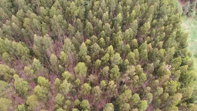 paisagem verde