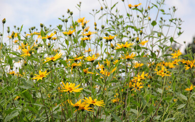 Fototapeta premium Jerusalem artichoke (Helianthus tuberosus) blooming in nature