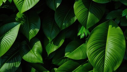 Lush greenery shows large, vibrant leaves overlapping, creating a dense, visually captivating botanical background for natural themes or projects