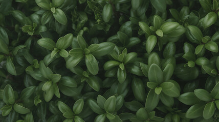 Obraz premium Dense cluster of dark green leaves. 