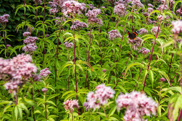 Obraz premium butterfly on pink flowers