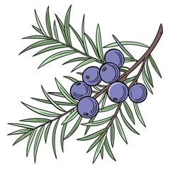 juniper berry branch with olives © MOHAMMADRIPON