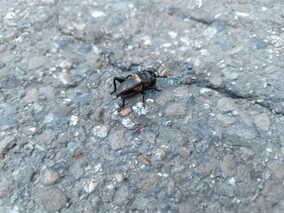 Ground Cricket on Asphalt Surface Outdoors