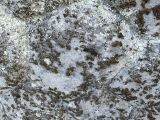 Close-up of Lichen and Moss on a Rough Stone Surface.
