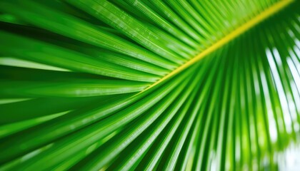 Fototapeta premium Lush green palm frond detail showcasing lines and symmetry of the plant with an abstract tropical summer nature beauty theme