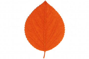 Close-up of a vibrant orange leaf with intricate veins, isolated on a transparent background, capturing the essence of autumn