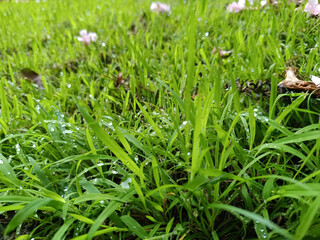 Morning Dewdrops on Vibrant Green Grass with Fallen Flowers
