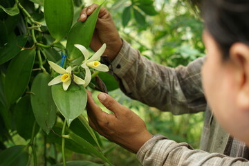 Tourists learning hand pollination of vanilla orchids, of vanilla cobanensis or cribbiana variety in Guatemala.