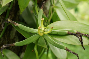 vanilla Cobanensis or Cribbiana plants with green beans in nature