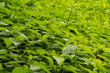 Stinging nettles growing wild in dense green vegetation