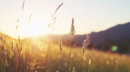 Fototapeta premium Golden hour light glows through tall wild grass in a serene natural field at sunrise or sunset creating a tranquil outdoor landscape