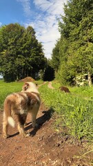 Fototapeta premium A Dog Walking Through Beautiful Lush Green Trails in the Great Outdoors of Nature