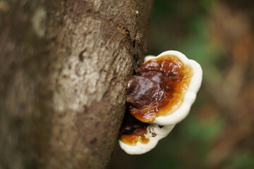 Hiking trail to Seacacar Nature Reserve near El Estor, Izabal, Guatemala