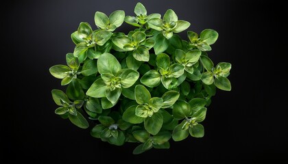oregano plant from a top perspective valued as a culinary herb with dried leaves providing a more robust flavor than fresh