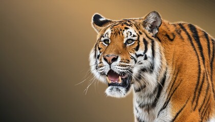 Naklejka premium roaring tiger with striking orange and black stripes stands on transparency background showcasing its powerful presence and fierce expression