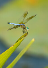 blue dragonfly on a green leaf