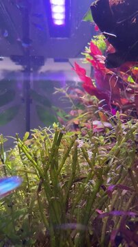 paracheirodon innesi fish swimming in the aquarium with plants vertical