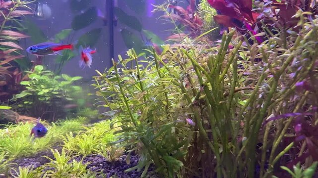 paracheirodon innesi fish swimming in the aquarium with plants