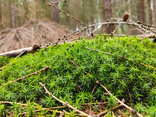 A close up of a moss covered ground in the woods