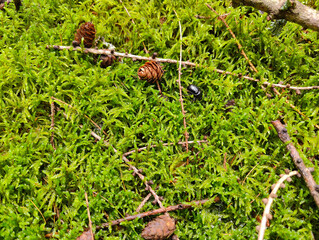 A small black beetle sitting on a moss covered ground