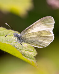 Cryptic Wood White (Leptidea juvernica) – Bull Island, Dublin, Ireland